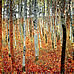 Landscapes